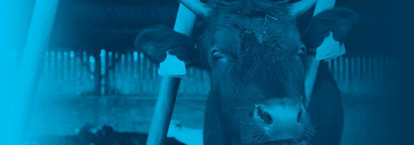 Cow pokes their head through gate poles - blue overlay