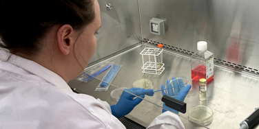 Science student with long brown hair in a bun working in lab with a petri dish