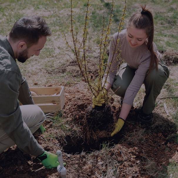 two people planting a tree