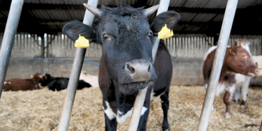 Cow pokes their head through gate poles
